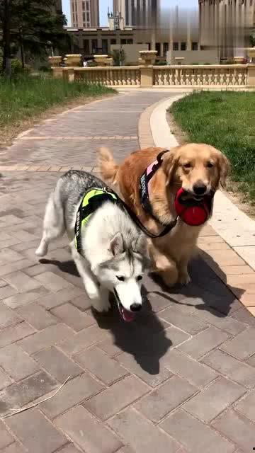 狗狗最新爆料视频播放网站,揭秘热门视频网站幕后故事